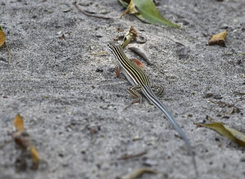 Blackbelly Racerunner, Aspidoscelis deppii