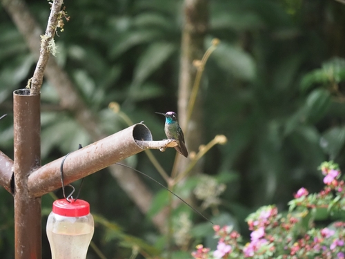 Talamanca Hummingbird (Eugenes spectabilis), photo 3