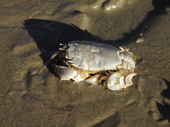 Blepharipoda occidentalis