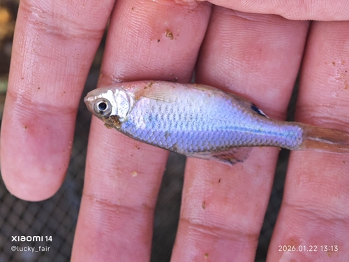 Acheilognathus gracilis