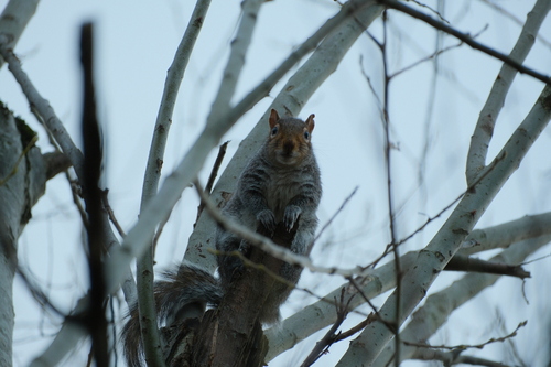 Eastern Gray Squirrel