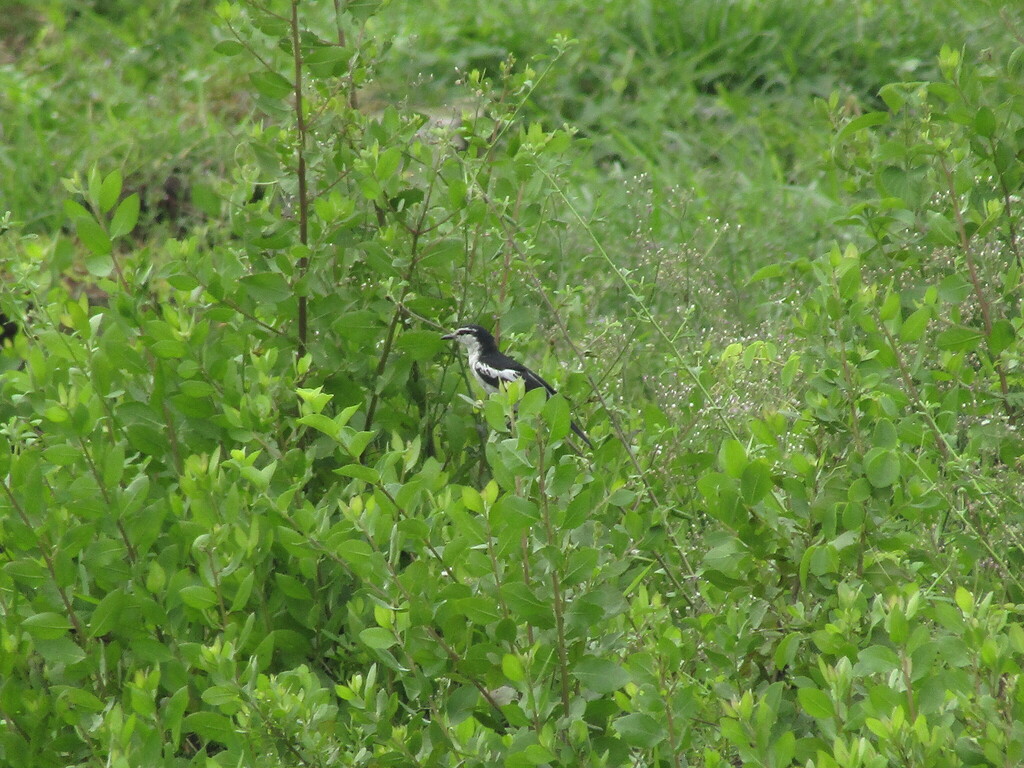 White-shouldered Triller (Lalage sueurii)