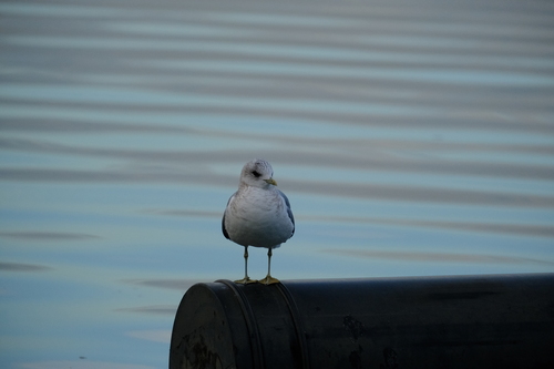 Ring-billed Gull