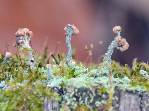 turban cup lichen