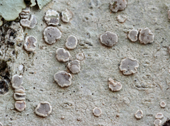 Lecanora subpallens