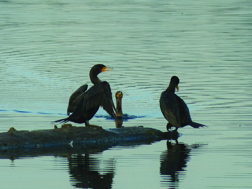 Double-crested Cormorant