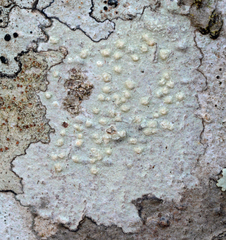 Pertusaria texana