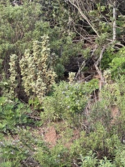 Malacothamnus palmeri, photograph (c) paulexcoff, some rights reserved (CC BY-SA)