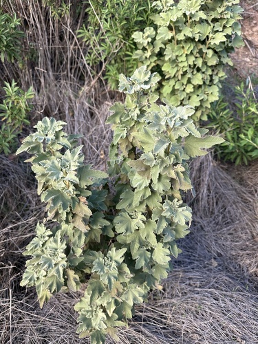 Cambria bushmallow (Malacothamnus palmeri)