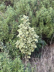 Malacothamnus palmeri, photograph (c) paulexcoff, some rights reserved (CC BY-SA)