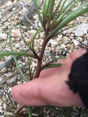 Chaenactis fremontii