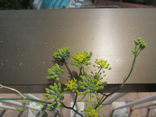 Another photo of Florence Fennel