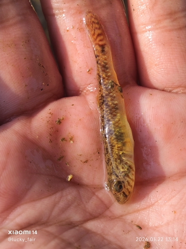 Amur Goby