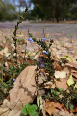 Salvia misella