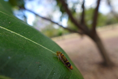 Dilobopterus instratus