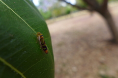 Dilobopterus instratus