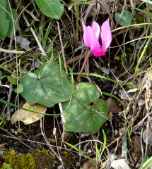 Cyclamen repandum repandum