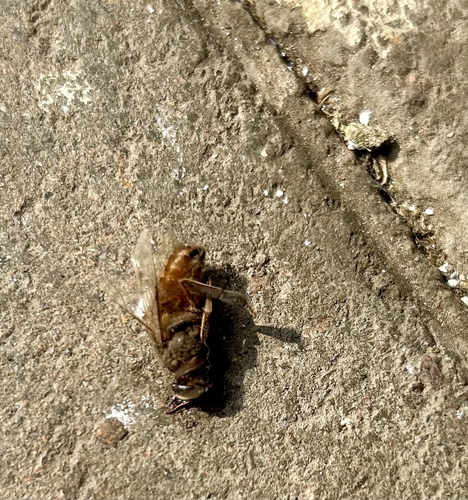 Asian Honey Bee