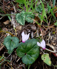 Cyclamen repandum repandum
