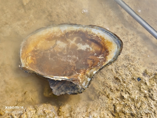 Cockscomb Mussel