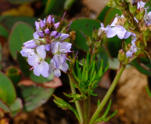 Snow Speedwell (Veronica nivea)