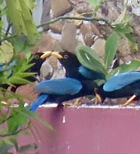 Yucatan Jay (Cyanocorax yucatanicus), photo 5