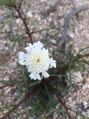 Chaenactis fremontii