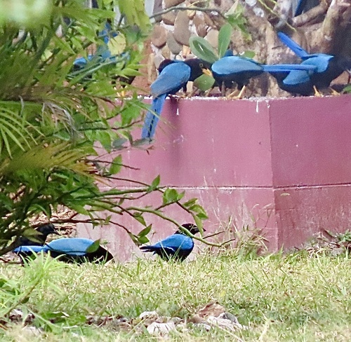 Yucatan Jay (Cyanocorax yucatanicus), photo 6
