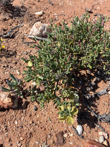Fleshy Seacoral (Tetragonia sarcophylla)