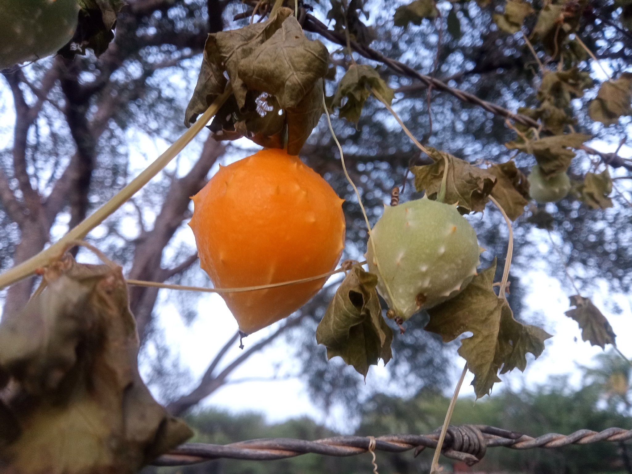Balsam apple