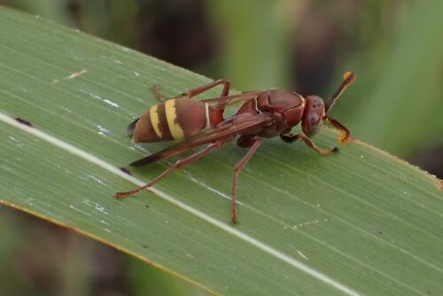 Polistes badius photo 3