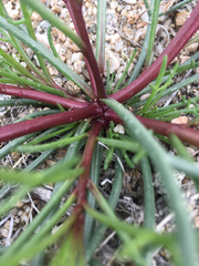 Chaenactis fremontii