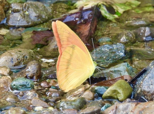 Appias zarinda