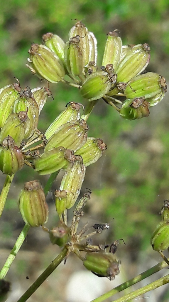Thapsia nestleri