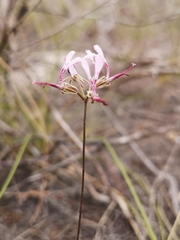 Pelargonium ternifolium