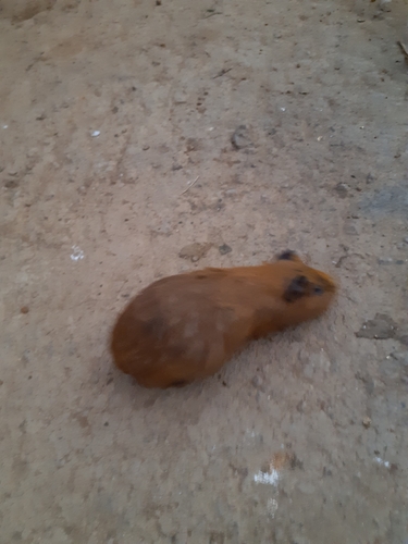 Domestic Guinea Pig