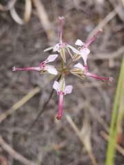 Pelargonium ternifolium