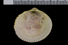 Dallocardia quadragenaria