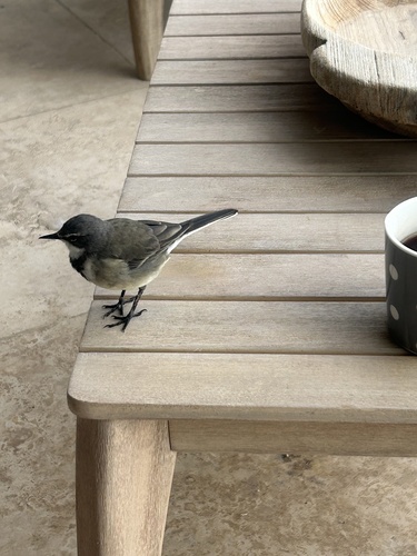 iNaturalist: (c) kelvin666, some rights reserved (CC BY-NC) iNaturalist image