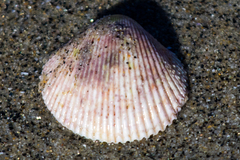 Dallocardia quadragenaria