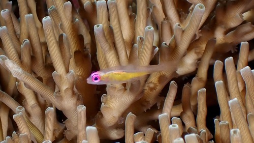 Hovering goby (Bryaninops natans) — Gobiidae — 5