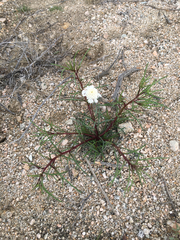 Chaenactis fremontii