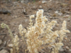 Krascheninnikovia lanata