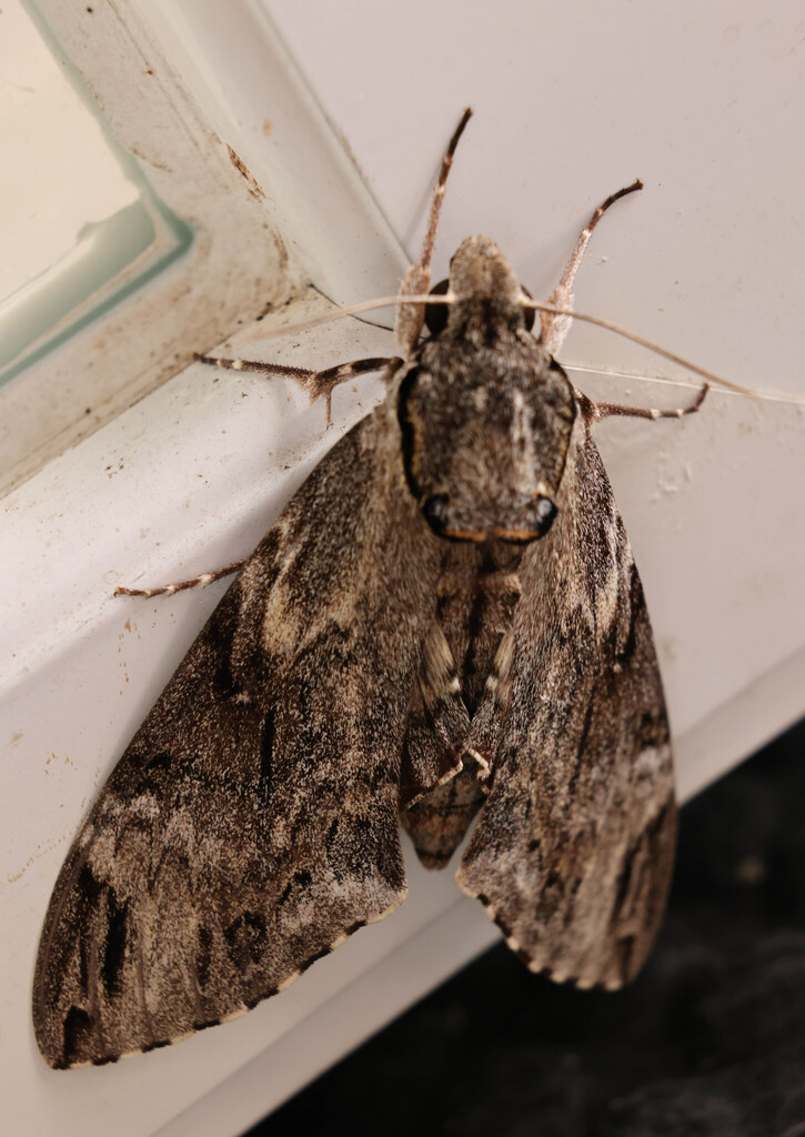 Psilogramma discistriga (Psilogramma discistriga)