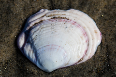 Semele decisa
