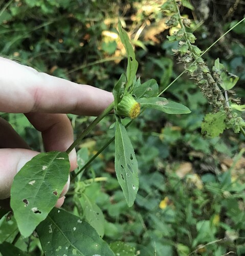 Divaricate carpesium (Carpesium divaricatum)