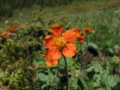 Geum coccineum
