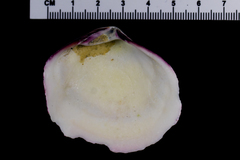 Semele decisa