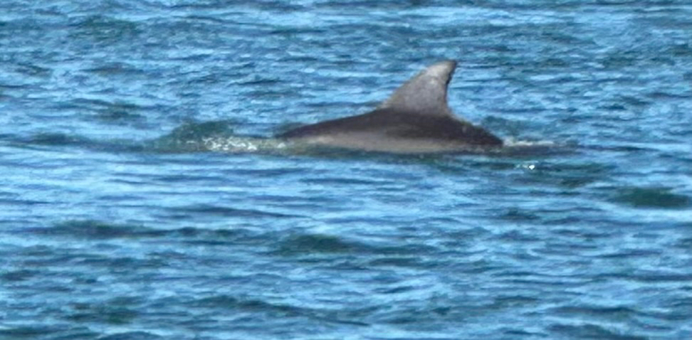 Tursiops aduncus
