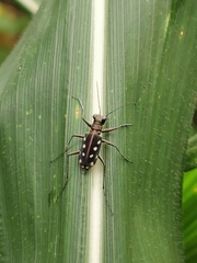 Calomera mindanaoensis
